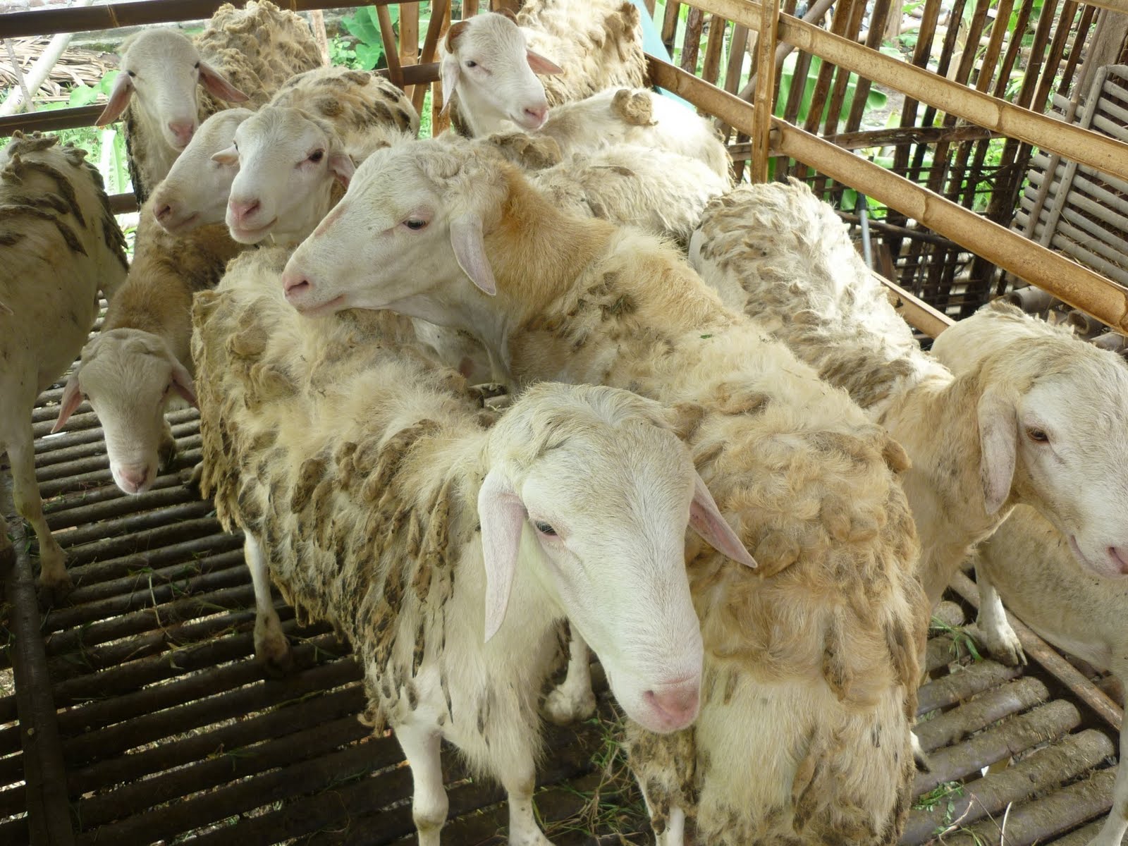 cara usaha ternak kambing gibas