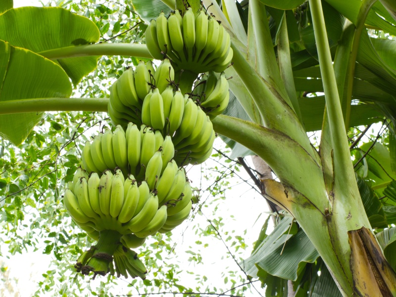 cara menanam pohon pisang