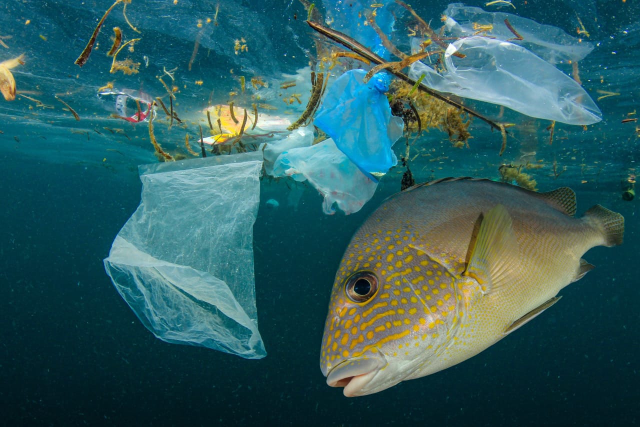 dampak penggunaan sampah plastik