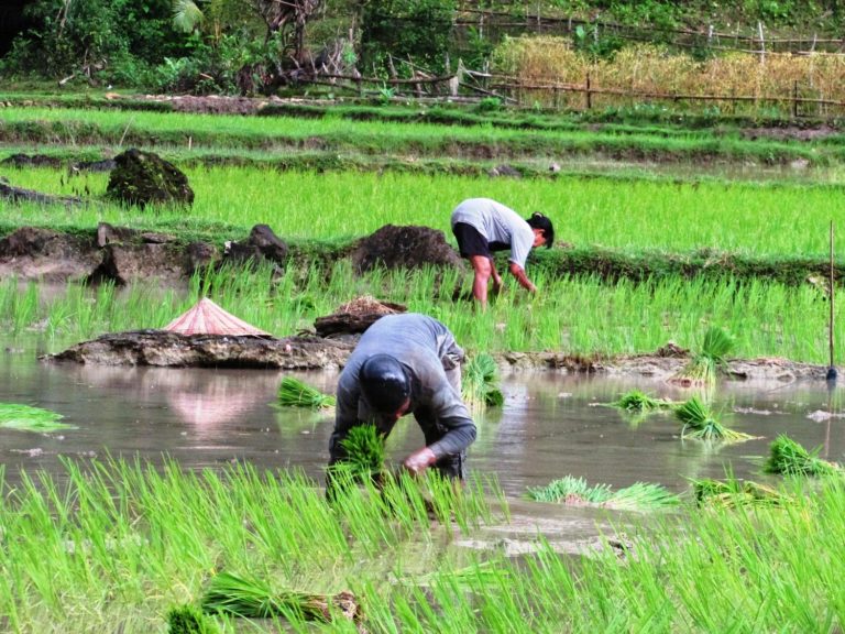 Cara Menanam Padi Yang Baik Dan Hasil Melimpah